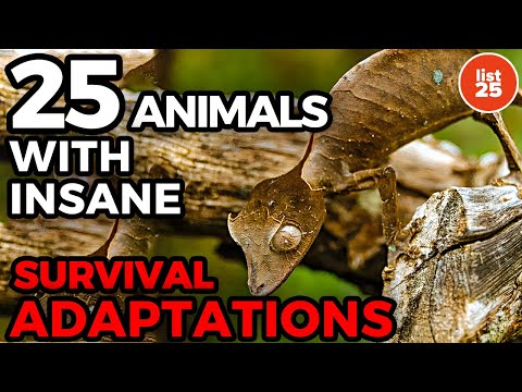 25 Animals With Insane Survival Adaptations