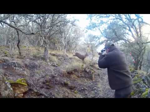 Caza de Venados 🦌 | Hasta otro año Bareto | #002