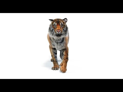 Animated Tiger 3D Model for Download | PROmax3D