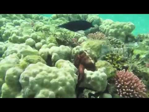 Рыбное Ассорти с Музыкальным Сопровождением