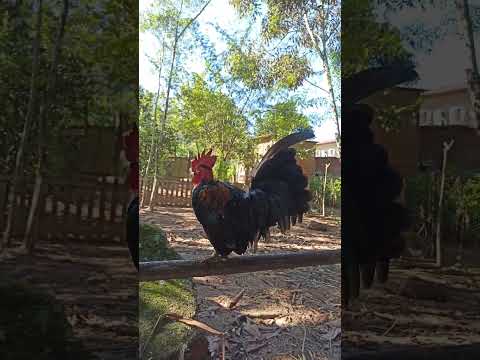 🥰 #chicken #galinho #garnizé #chabo #aves #aguasmornas #sebright #sítio #natureza #santacatarina