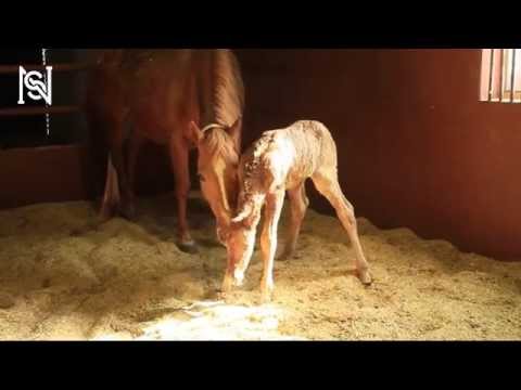 Gunners Special Nite colt out of Belle Starr Dun It