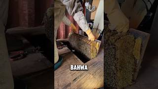 Download lagu pria ini terkejut saat menemukan sarang lebah di rumah nya‼️😱 #shorts mp3