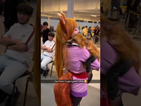 Clingy fox🦊🦊#fox #foxes #pets #fyp #foryou #foryoupage #funny #funnyanimals #funnyshorts