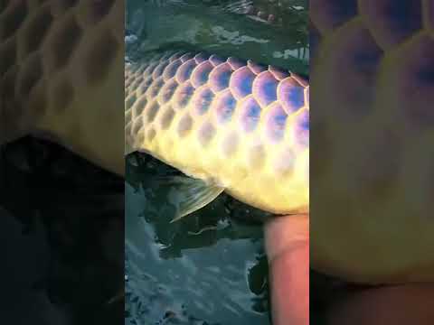 最高のロイヤルグレードのアロワナ魚 | Best Royal Grade Arowana Fish | Arowana Fish with Royal Colors #00ol