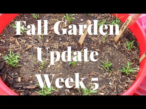 Zone 9 Arizona Backyard Garden:Fall Garden 18’ Update Week 5: Tips on Micro Climates & Tarps