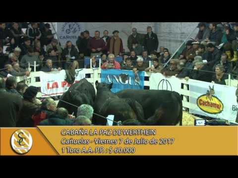 07-07-17 Venta de Machos P.P. - Cabaña La Paz - Cañuelas.