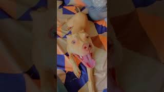Bull Terrier Puppies Videos