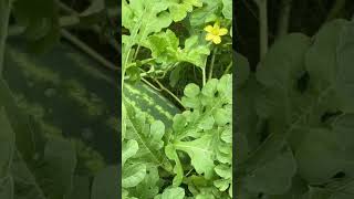 Download lagu 🌿Sweet Surprise! Watermelon patch check in & clean up.🍉#beginnergardener #learningandgrowing mp3