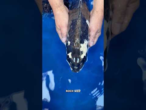 Video Vorschau Teil 4