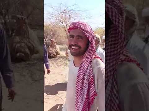 فرعت بني رشيد للبل المسروقه 100 فارس ورا جرت العيس وردوها بيضان الوجيه