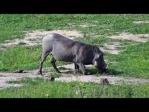 Djuma: Lone Warthog - 15:45 - 12/17/19
