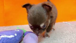 チワワ(ロング)の動画01