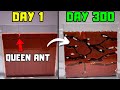 I Raised A Mail Order Ant Colony For 300 Days