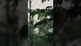 Download lagu video cinematic hujan | sony a6000 lensa supertakumar 50mm f1.4 7element. #cinematic #sadvibes mp3