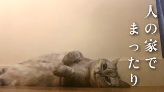 窓から侵入して勝手にのんびりする猫【フランス生活】