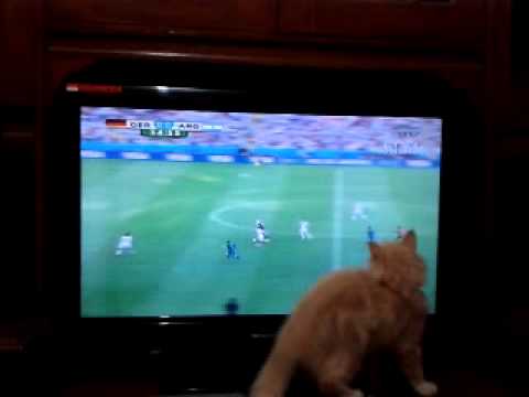 My cat join watching wirld cup 2014 final