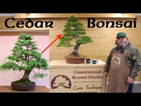 Wiring a Cedar Bonsai - Greenwood Bonsai