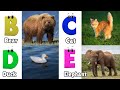 Animals ABC Song Animals Alphabet Song Alphabet Letters Phonics For Kids