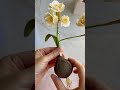 Paper Narcissus Timelapse
