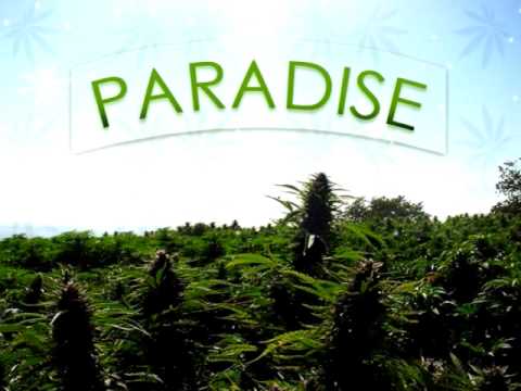 Dwierie ft. Boysonn - Paradise