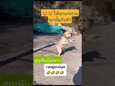 ศูนย์พันธุ์แน่ข่าวเธอ #food #elephant #cooking #cooking #mukbang  #eating #automobile #eat #animals