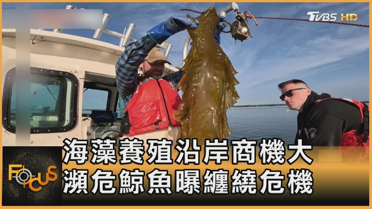 海藻養殖沿岸商機大 瀕危鯨魚曝纏繞危機
