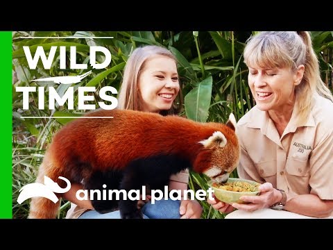 ビンディとテリーがレッドパンダのラヴィを紹介!| ワイルドタイムス (Bindi And Terri Introduce Us To Ravi the Red Panda! | Wild Times)