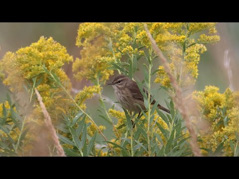 Horárik palmový (Setophaga palmarum) — správanie, biotop a hlas
