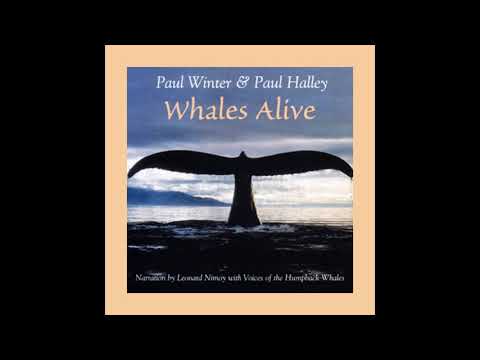 “Ocean Dream” - Whales Alive