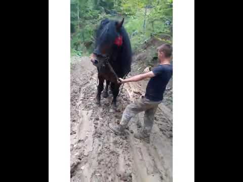 Șoimu a 2 oară la Pădure - Armăsarul lui Ionuț Tincuta de la Oituz, Bacău || Probe cai 2020