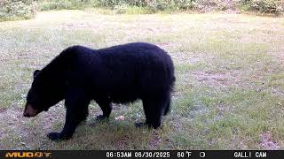 Resident Black Bear 2