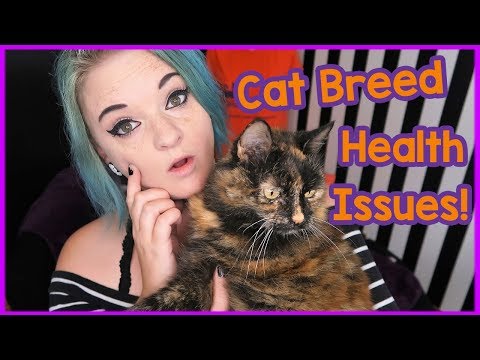 Cat Breed Specific Health Problems! Siamese/Persian/Manx/Bengal/Purebred Health Issues!