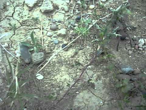 baby bird eating spider