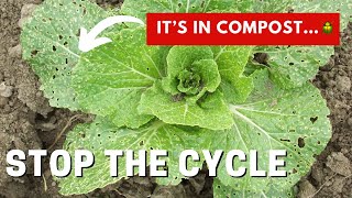 How To Stop The Flea Beetle Cycle In Your Garden. It’s From Your Mulch & Compost! Leaves Have Holes.