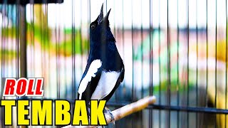 Download lagu live 221#, KACER NGEROL NEMBAK, SEKALI DENGAR KACER LAIN PASTI EMOSI LANGSUNG TARUNG mp3