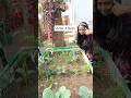 Grow Garlic