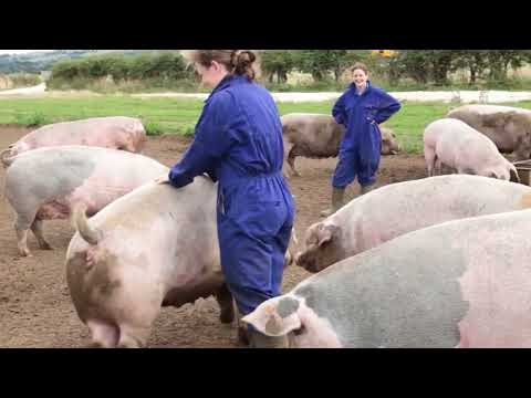 Harvesting Millions Of Pine Trees, Pine Resin, And Pine — Processing Pine Resin In The Factory