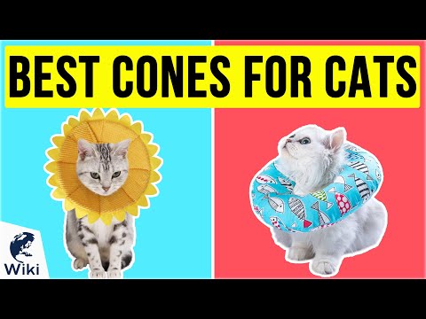 10 Best Cones For Cats 2020