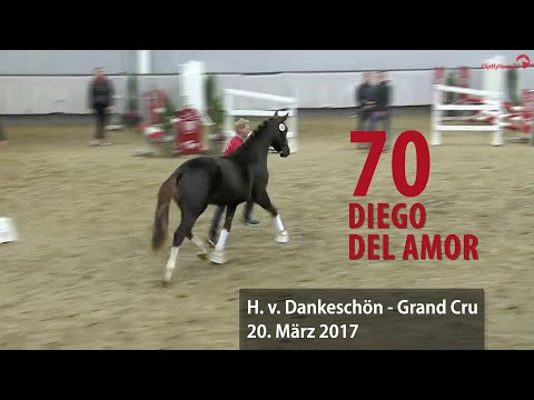 70  Diego del Amor Hengst v. Dankeschön - GrandCru