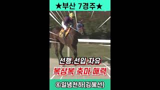 [11월18일 금요경마] 배당내줄 삼복승 추천마!!#shorts