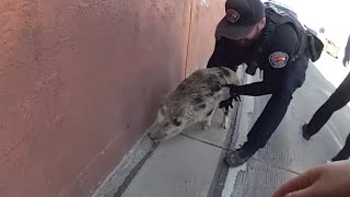 Cops Chase Wild Pig Running Around Highway In Albuquerque