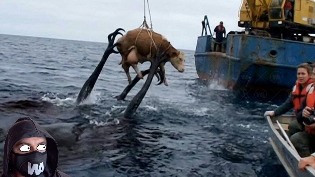 On N’Aurait Jamais Su Ce Qui Vit Dans L’Océan Si On N’Y Avait Pas Descendu Une Vache