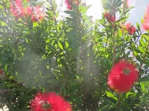 Zámbó Jimmy & Gallai Péter - Szállj Fel Magasra / Duett