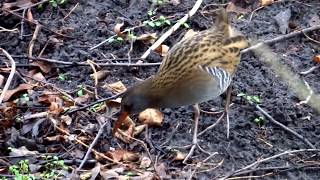 preview picture of video 'Water rail (Rallus aquaticus), filmed in The Hague city - 2015-02-01'