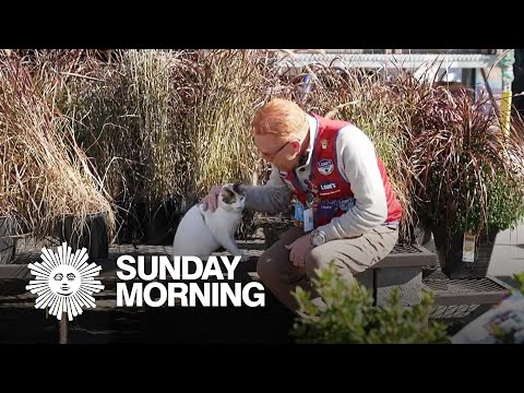 The search for Francine the Cat