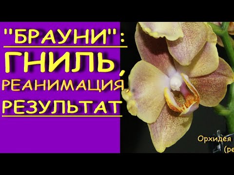 ОРХИДЕЯ:гниль,РЕАНИМАЦИЯ,наращивание КОРНЕЙ,результат.Phalaenopsis 'Brownie' (фаленопсис "Брауни").