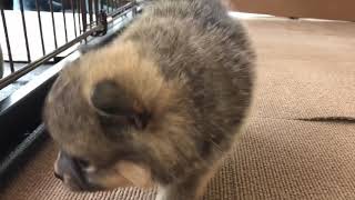 ハーフ犬の動画01