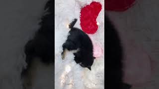 柴犬の動画01