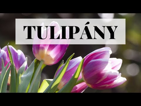, title : 'Tulipány - pěstování, výsadba a péče'